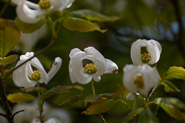 Jardin des Impressionnistes-MAI14-062